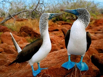 See blue-footed boobies on an Ecuador and Galapagos vacation with Southern Crossings